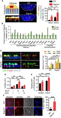 Rap1b-loss increases neutrophil lactate dehydrogenase activity to enhance neutrophil migration and acute inflammation in vivo